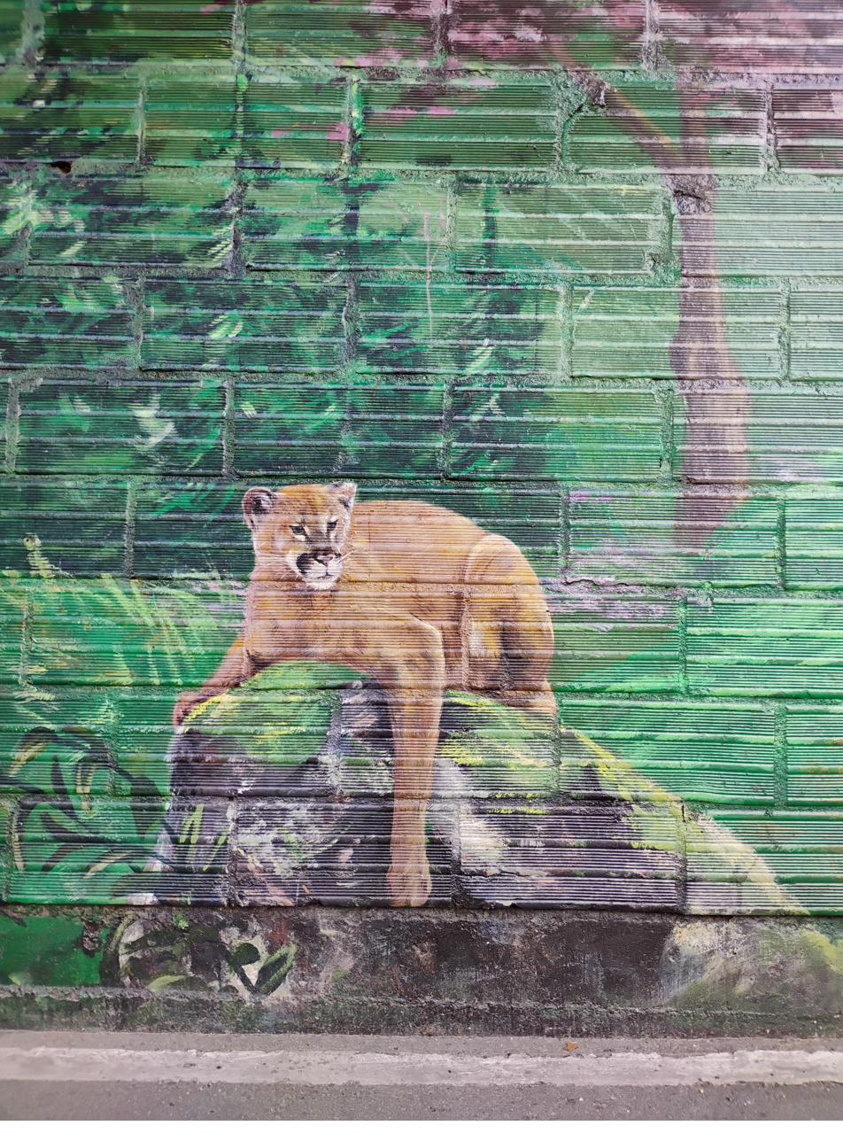 Puma crouching on rock in jungle